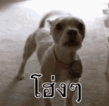 tenor.gif