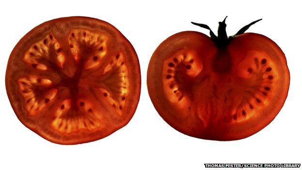 _75397454_tomato_slices-spl-1.jpg