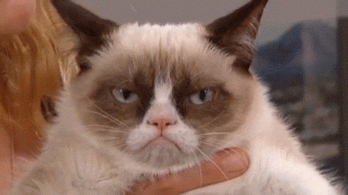 angry+cat.gif