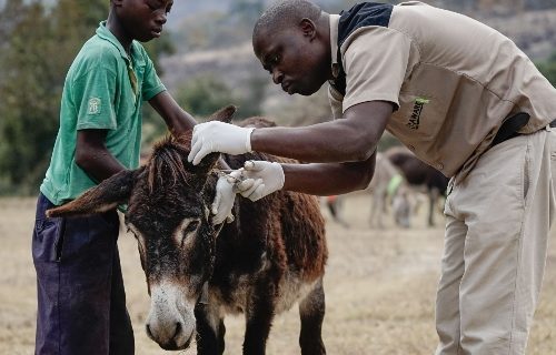 zawadi-donkey-being-treated-500x320.jpeg