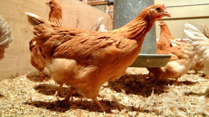_105344375_labelrougechickens.jpg