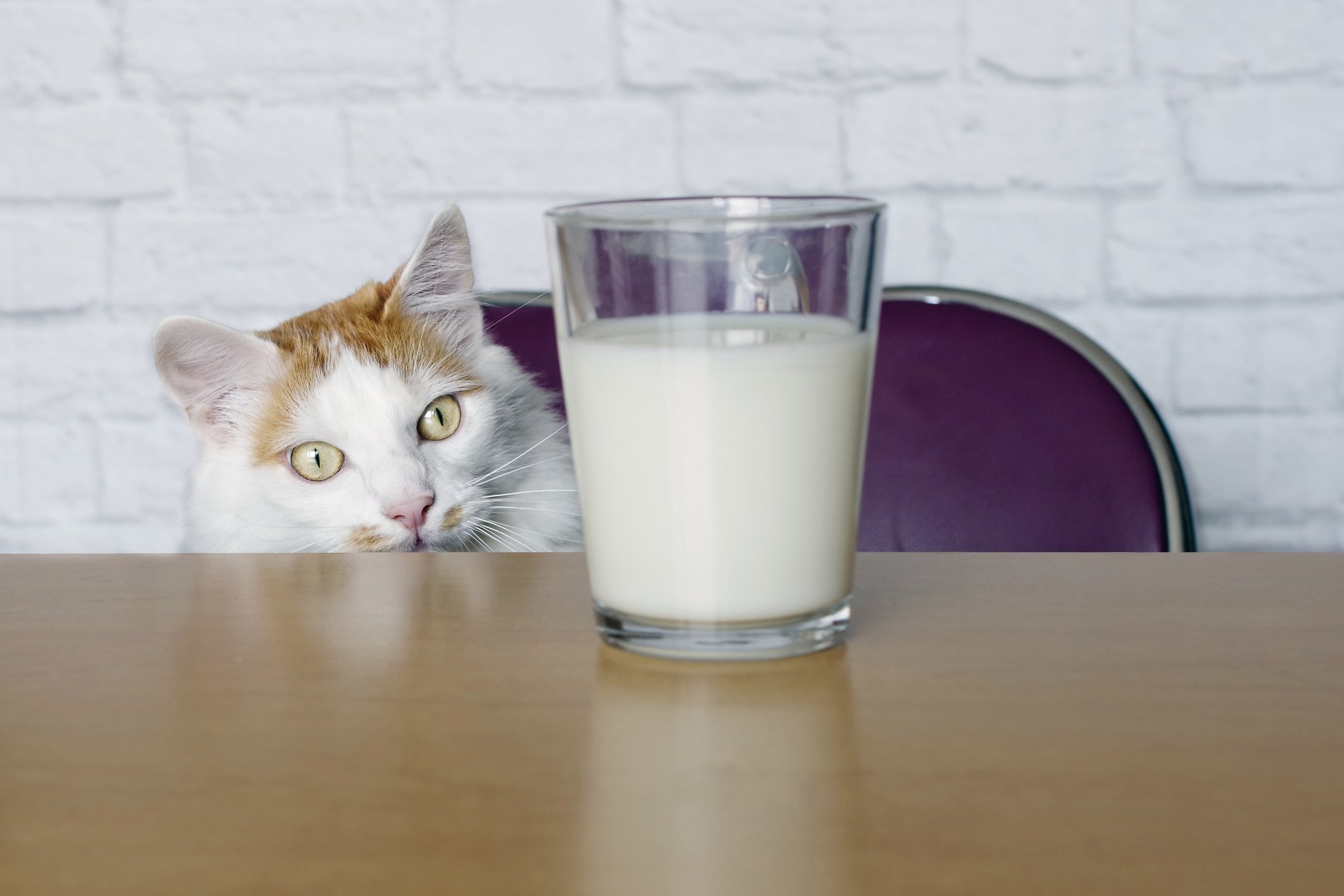 cat-and-glass-of-milk.jpg