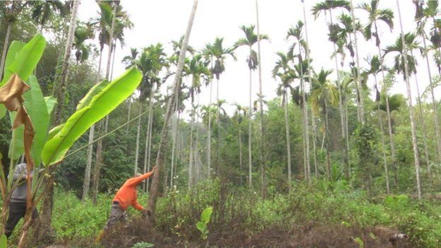 _81759168_cuttingdownbetelnutpalms.jpg