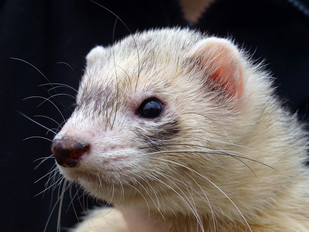 ferret-2640634_1280.jpg