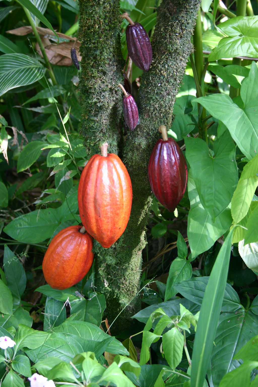 Cocoa_Pods.JPG
