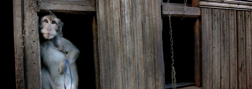 monkey960-158015_958x340.jpg