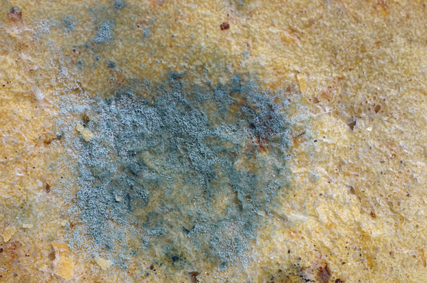 _78428741_mouldy-old-dough.jpg