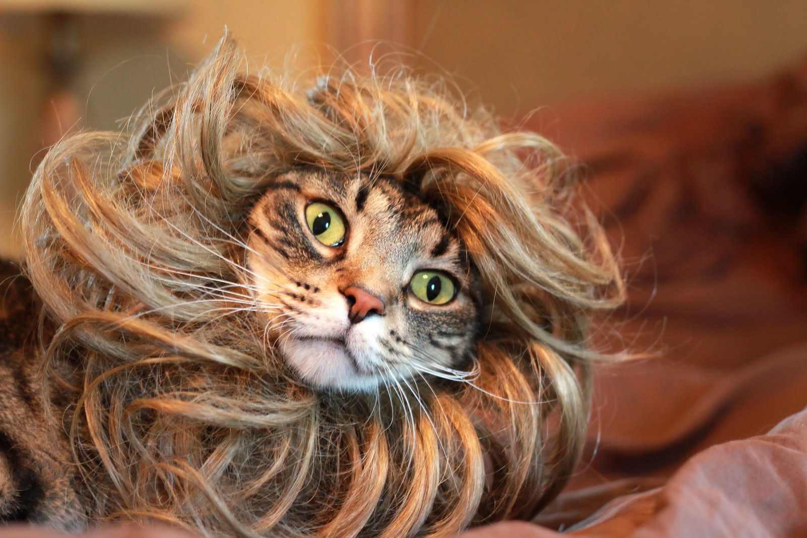 My+little+lion.jpg