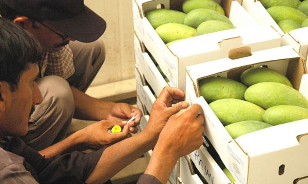 pakistan-mango.jpg
