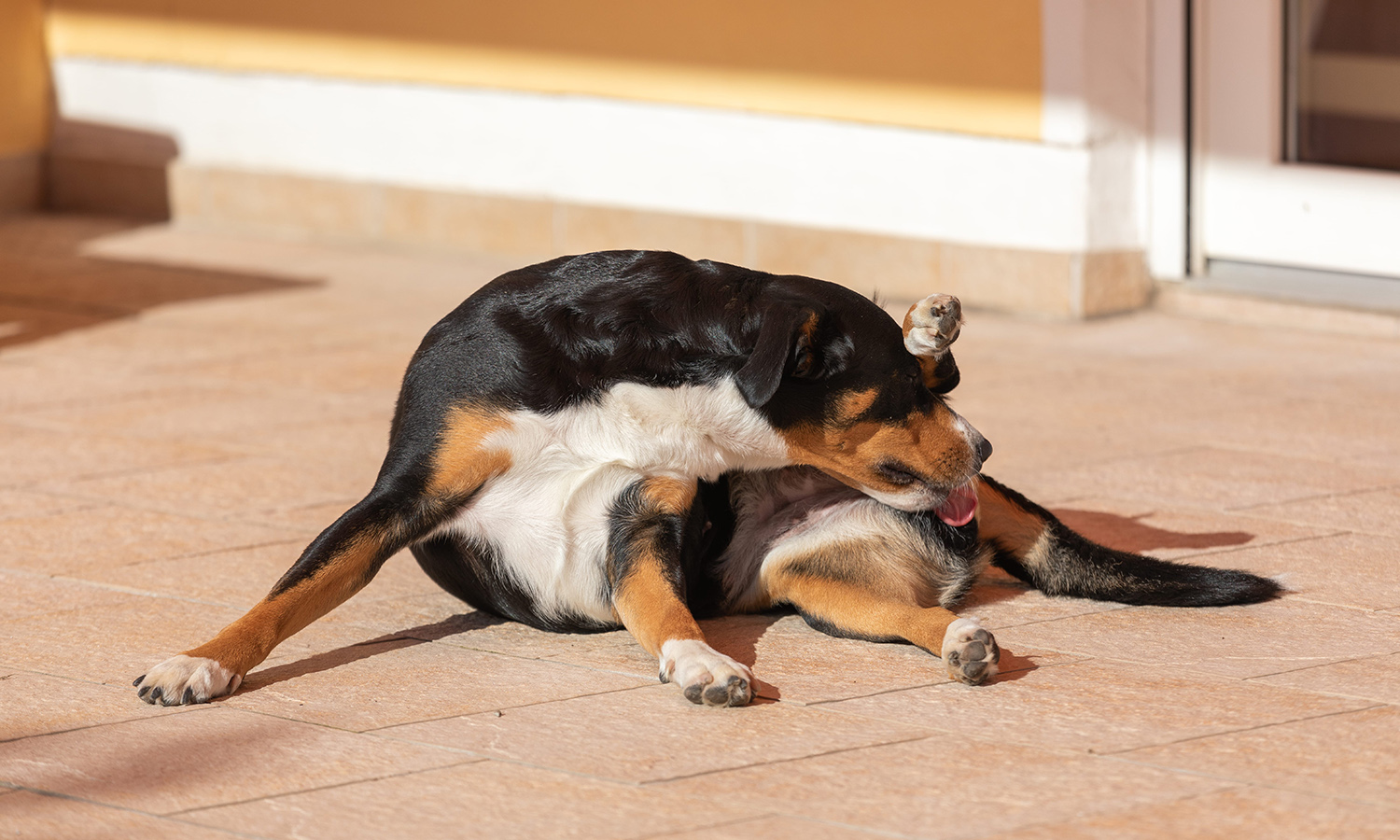 Dog_scooting_symptom_buddydoc.jpg