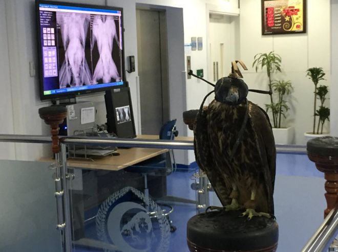_83167892_falcon-xray9762.jpg