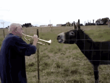 donkeys-trumpet.gif