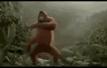 tenor.gif