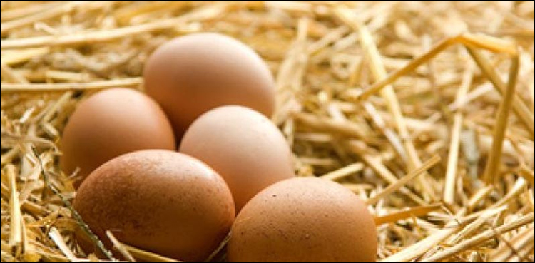 Eggs.jpg