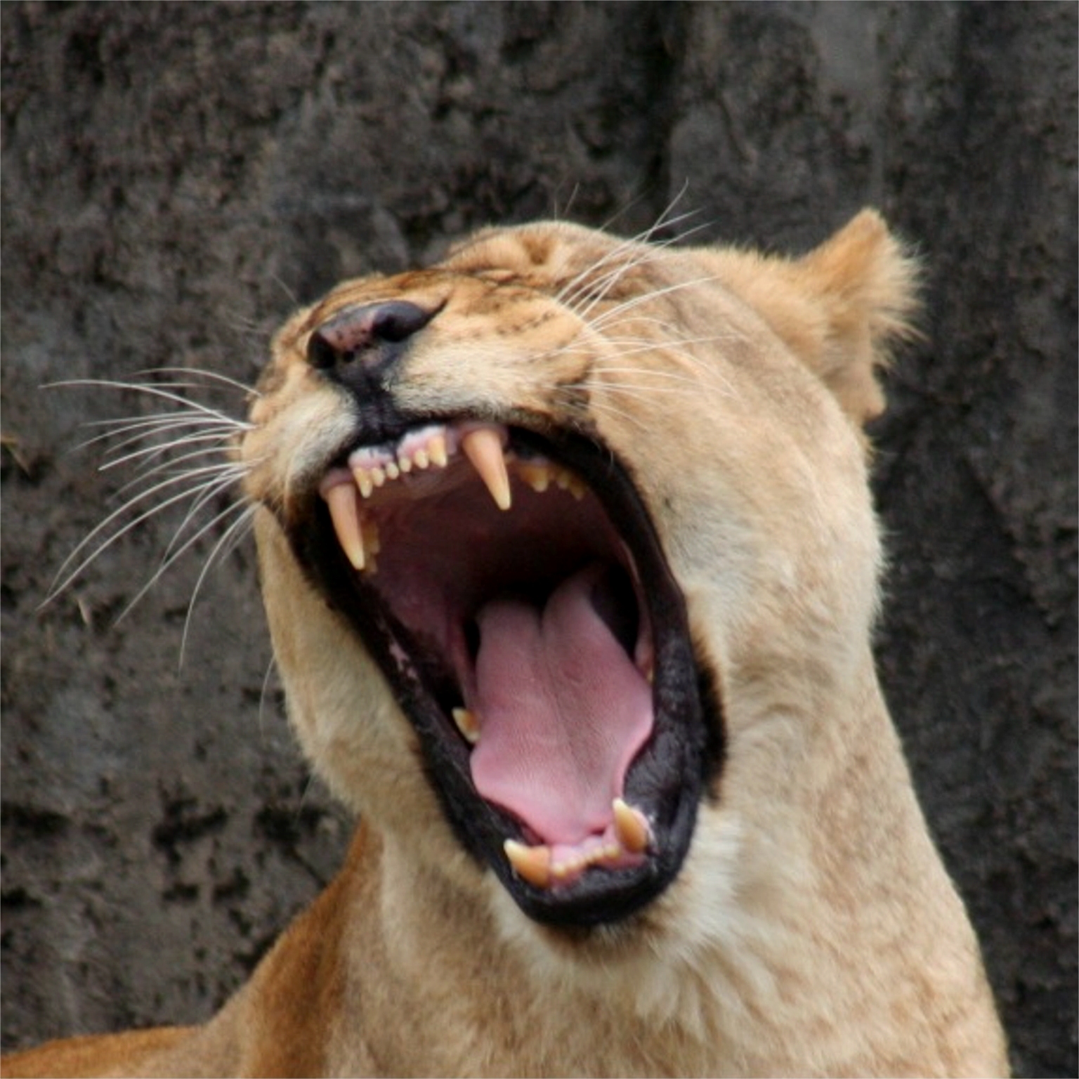 Female_Lion.JPG