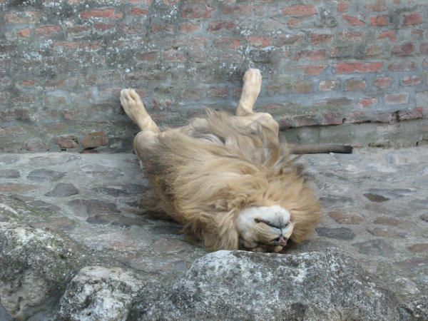 IT__S_NOT_A_DEAD_LION_XD_by_Zanten.jpg