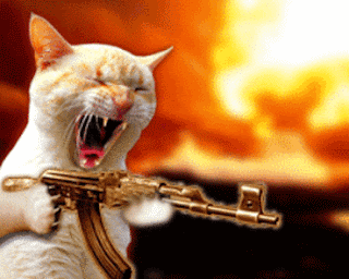 angry+cat.gif