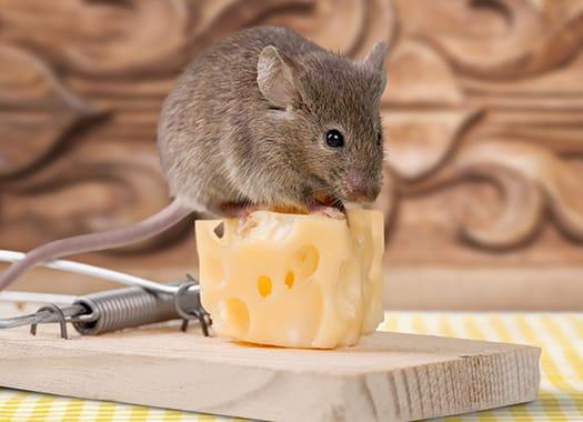 mouse-on-trap-evansville-in.jpg