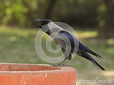 thirsty-crow-thumb13319195.jpg