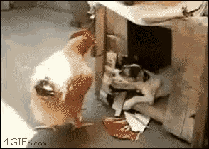 chicken-dog.gif