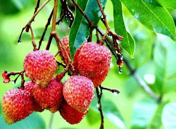 benefits-of-litchi-fruit.jpg