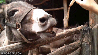 this-donkey-looks-like-hes-saying-nerd