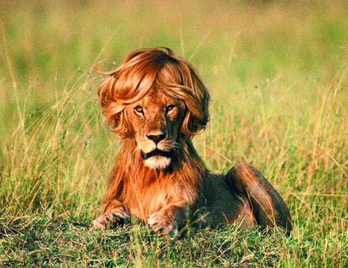 funny-lion-01.jpg