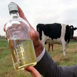 cow-urine-250x250.jpg