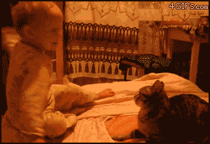 tumblr_m4vl5jdn681qj3ir1.gif