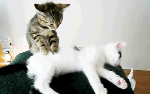 tumblr_me5bfbDNVN1r1mtsdo1_500.gif