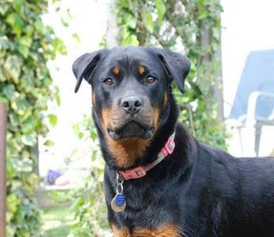 rott%20ella.jpg