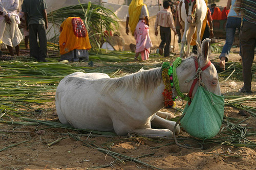 horse-india-6.jpg