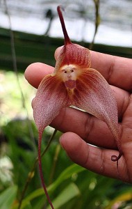 Monkey-Face-Orchid-190x300.jpg