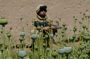 afghan_opium0430.jpg