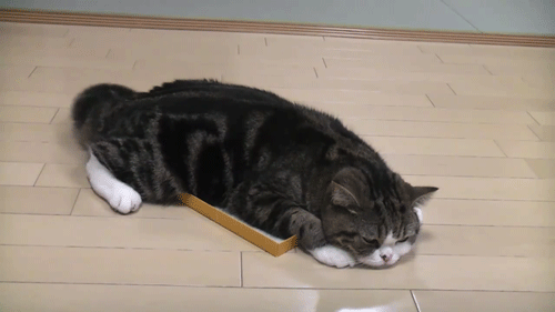 tumblr_lek666rwbS1qakx30.gif