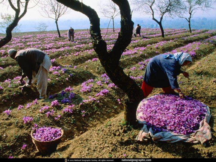 kashmir.jpg