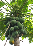 papaya-tree.jpg