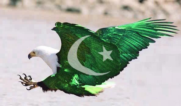 14-august-2012-pakistan-flag-shaheen-eagle-wallpapers-pics.jpg