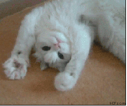tumblr_lek72k4YlC1qakx30.gif