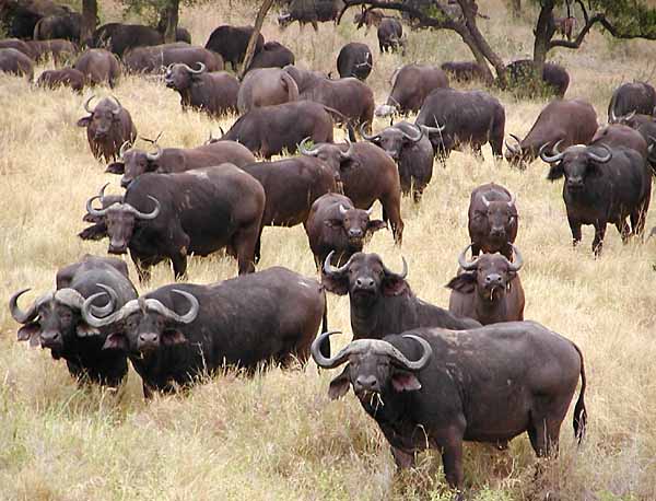 herd_water_buffalo1.jpg