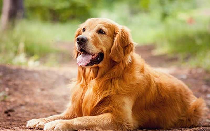 Golden-Retriever.jpg