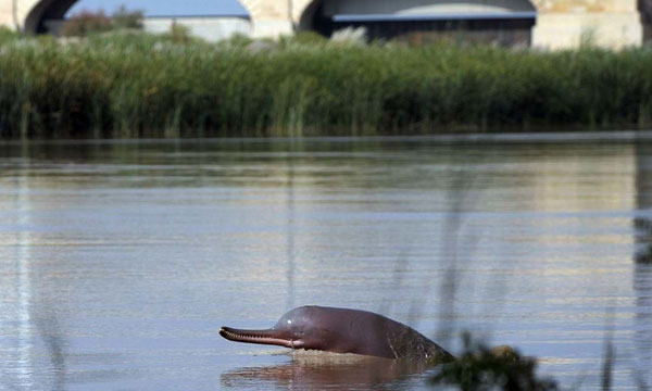 pakistan-blind-dolphin.jpg