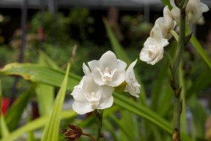 Dove-Orchid-300x200.jpg