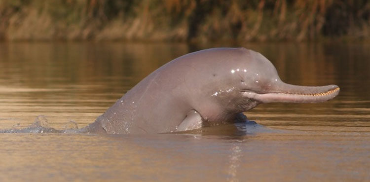 Indus-dolphin-750x369.jpg