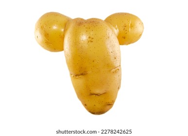 oddly-shaped-potato-studio-shot-260nw-2278242625.jpg