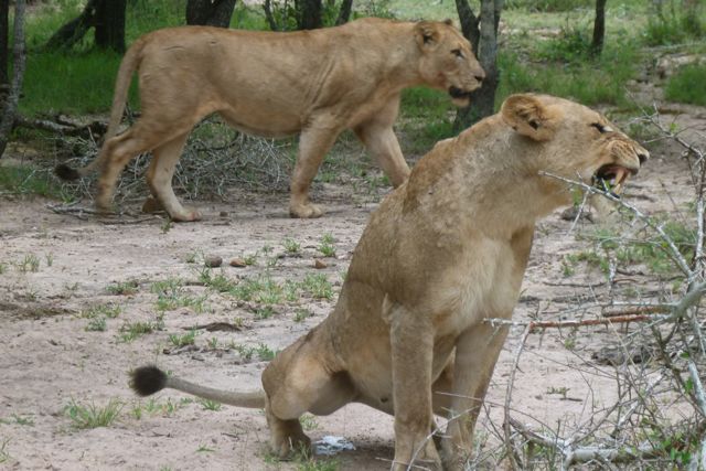 lion-piss.jpg