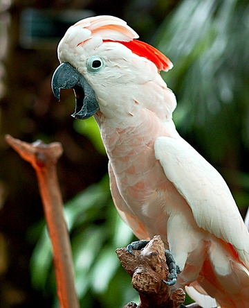TalkingBird1.jpg