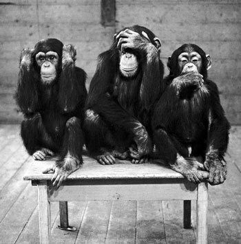 cf1a883f24a9bcb14930ed34a48d84d6--uber-monkeys.jpg