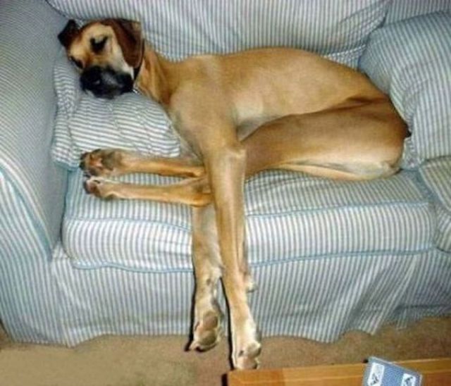 adorable_zonked_out_animals_640_04.jpg
