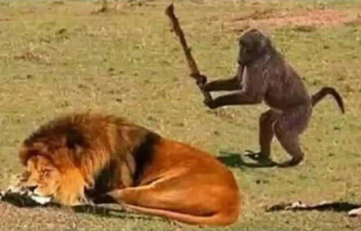 Drunk-Monkey-meme-9.jpg